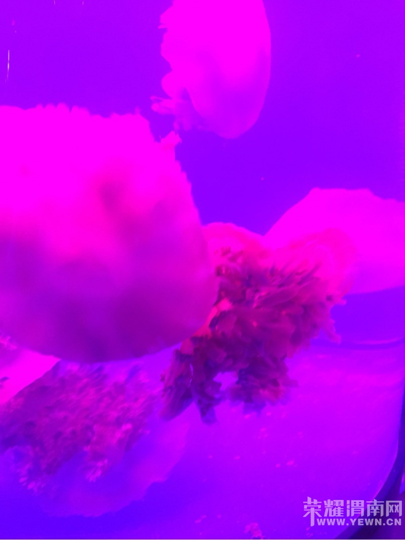 ������ȥ���޻�ʢ��ˮĸ��������ĺܿ���!�������пտ��Դ�����ȥ������