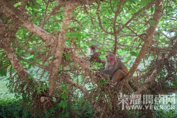 ���Ƕ��ͱ��Ƕ����Ѻ������ѵ�����֮��