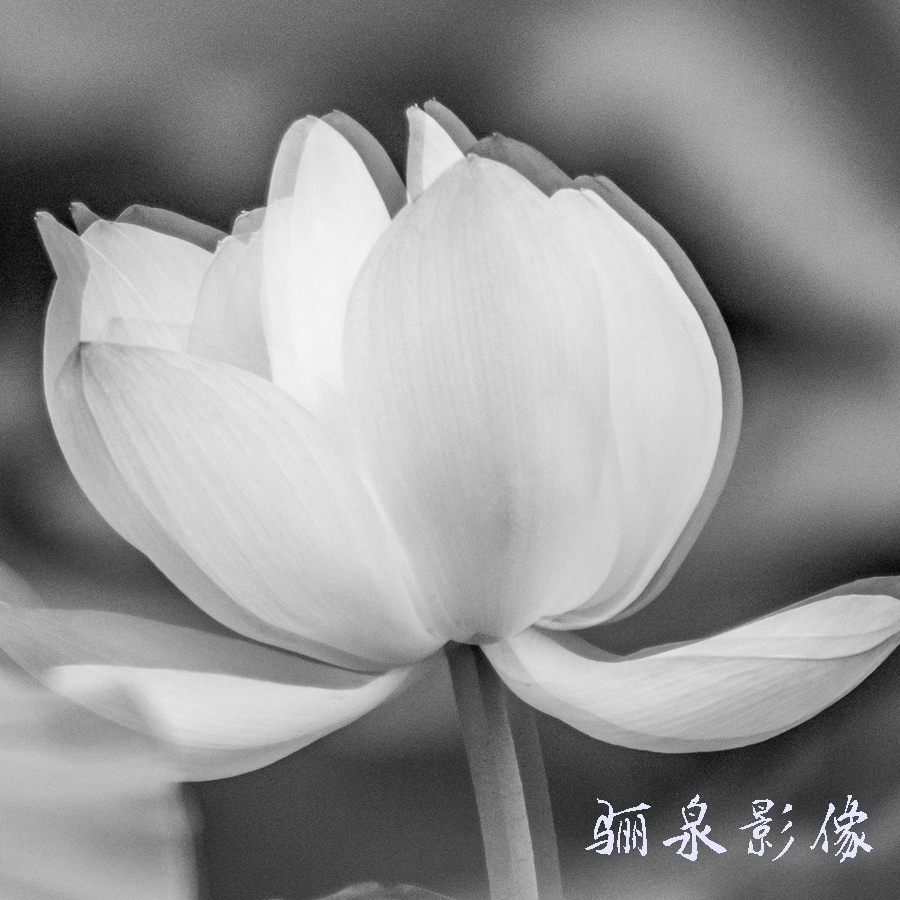 ȪͼǼķ