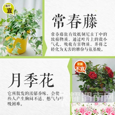 �����̻�ʱҪע���ˣ�����������Щֲ���ܷţ���Щֲ�ﲻ�ܷ�