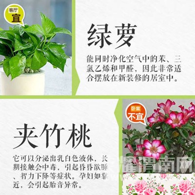 �����̻�ʱҪע���ˣ�����������Щֲ���ܷţ���Щֲ�ﲻ�ܷ�