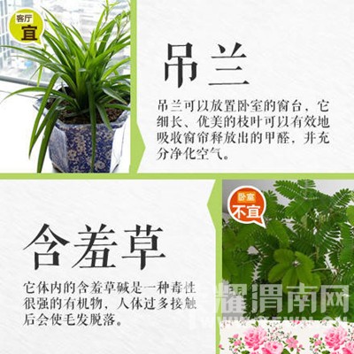 �����̻�ʱҪע���ˣ�����������Щֲ���ܷţ���Щֲ�ﲻ�ܷ�