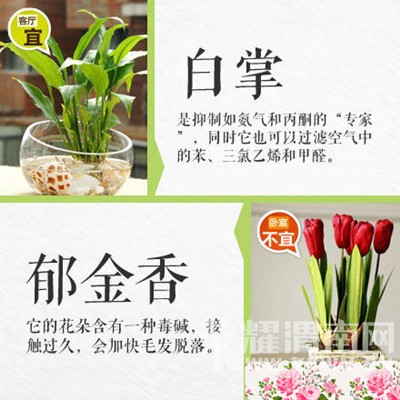 �����̻�ʱҪע���ˣ�����������Щֲ���ܷţ���Щֲ�ﲻ�ܷ�