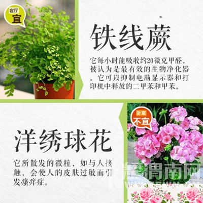 �����̻�ʱҪע���ˣ�����������Щֲ���ܷţ���Щֲ�ﲻ�ܷ�