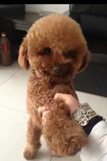 ��С������