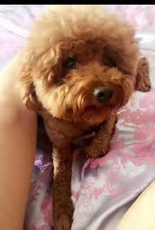 ��С������