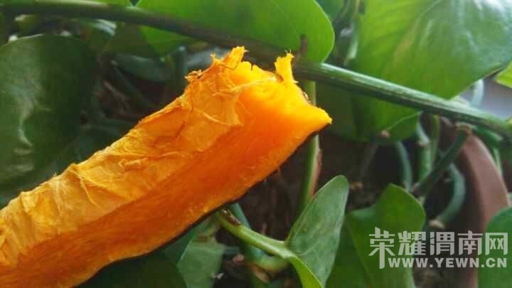 ⣬Ҳóԣ