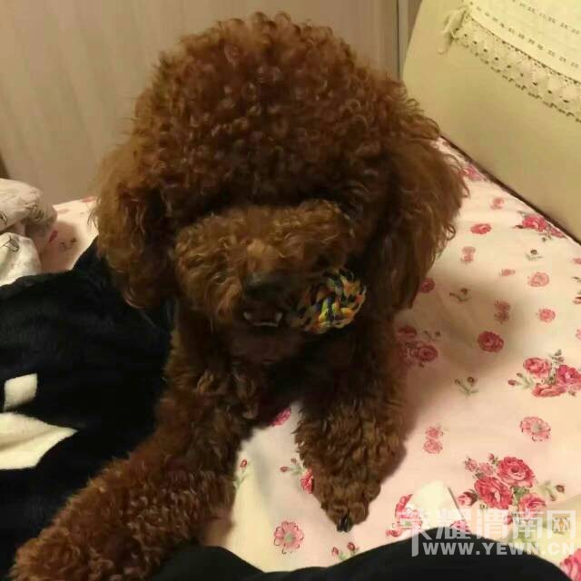 �Ҽ�̩�϶��ˡ��������Ϣ�����