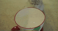 ��è������ô�ã�è������ԣ��㶮���٣�