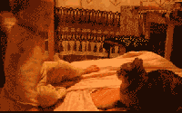 ��è������ô�ã�è������ԣ��㶮���٣�