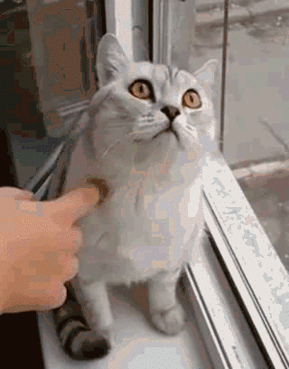 ��è������ô�ã�è������ԣ��㶮���٣�