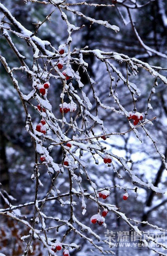 ��ɽ��ѩ�ˣ���ֱ�����ˣ�����