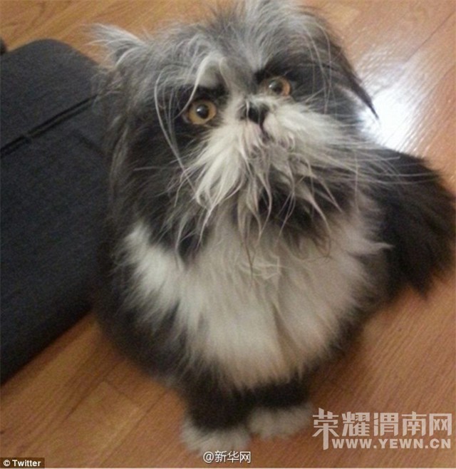 ����仰�⡿����Ǹ�è���Ǹ�����