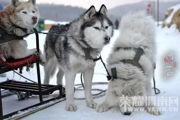 ��μ�Ϸŷ������������ˡ�����ѩ��˫��������