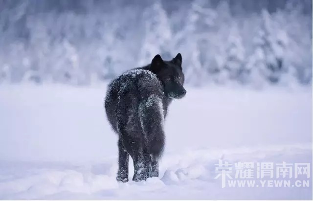 ��μ�Ϸŷ������������ˡ�����ѩ��˫��������