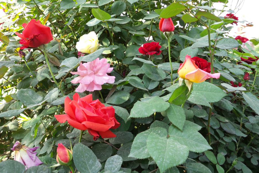 [渭南摄影] 多彩月季