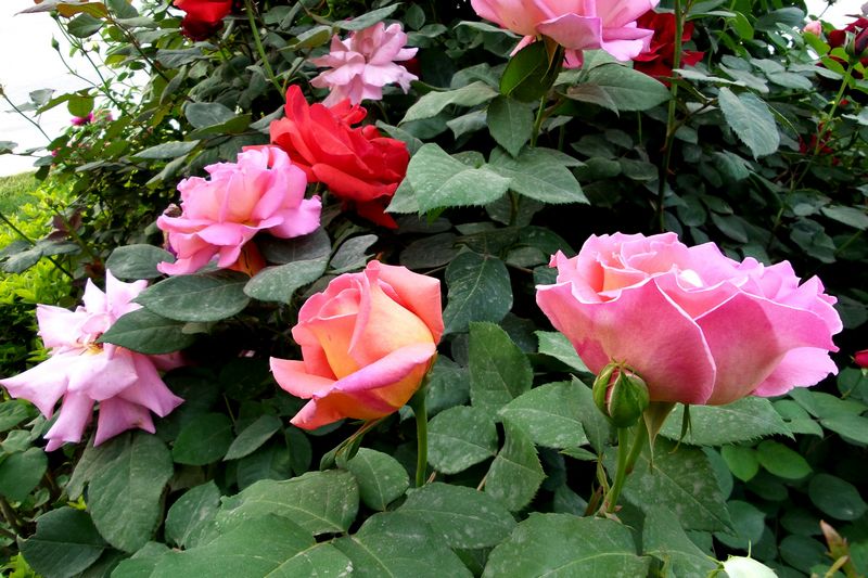 20170430_070351.jpg