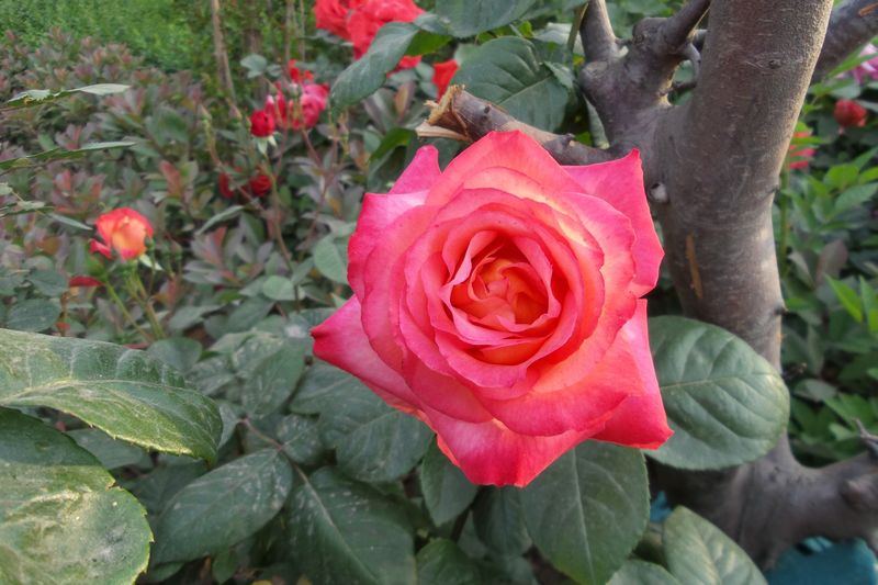 20170430_070535.jpg