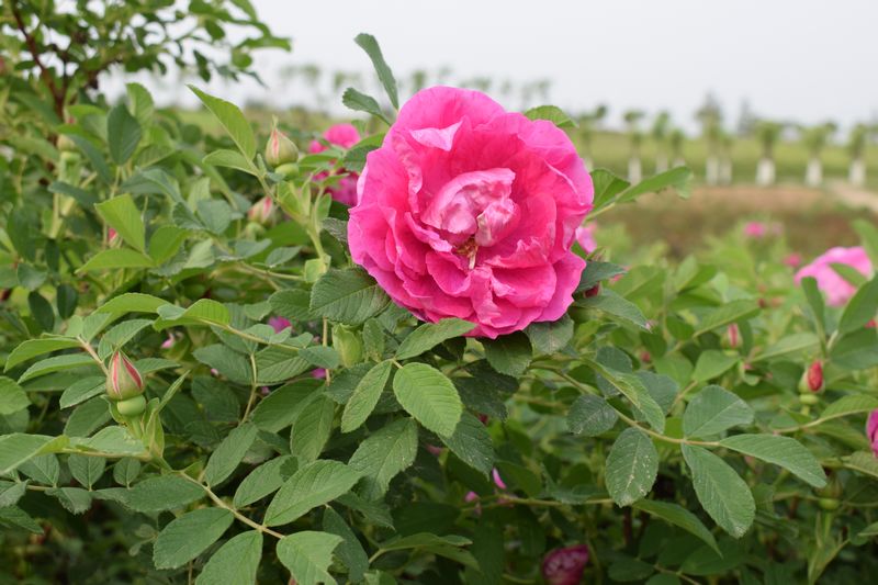 DSC_0082.jpg