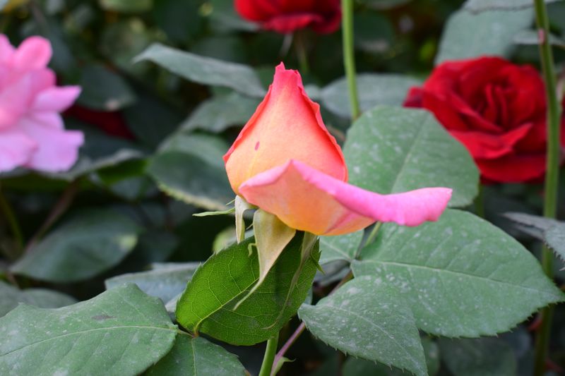 DSC_0114.jpg