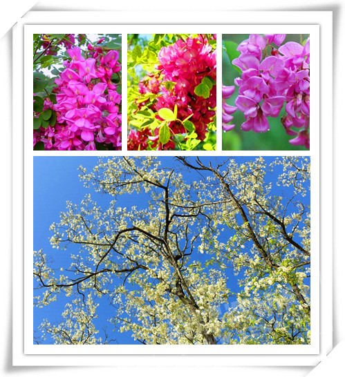 timg (4)_����.jpg