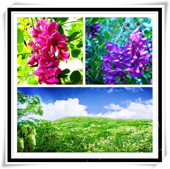 timg (17)_����.jpg