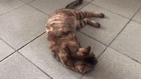 ͼ3.gif