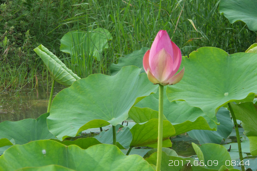 20170609_084445.jpg