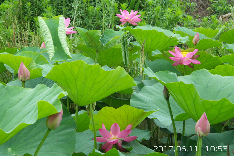 20170611_105358.jpg