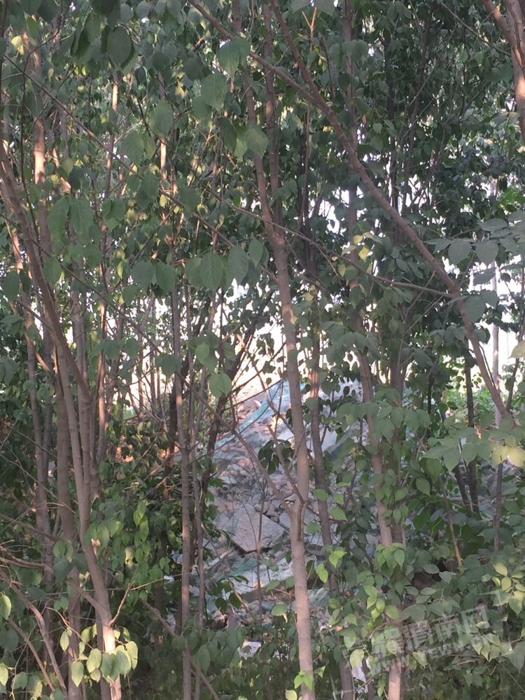 201707041197971499099071867153.jpg