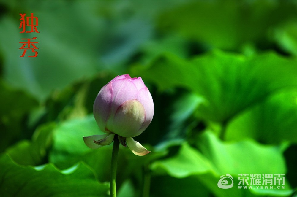 DSC_7938.jpg