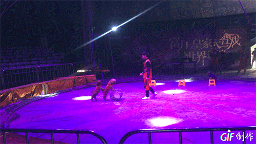IMG_3008.GIF