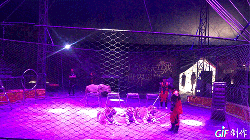 IMG_3019.GIF