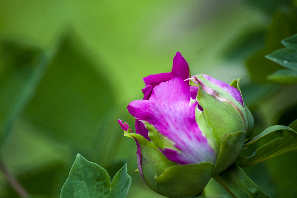 DSC_2608.jpg