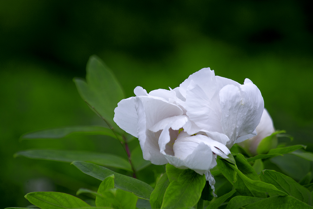 DSC_2539.jpg