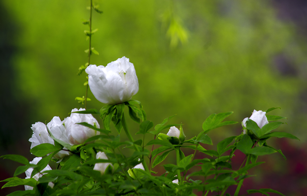 DSC_2568.jpg