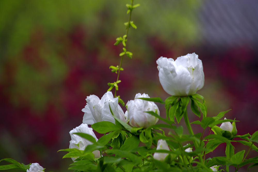 DSC_2560.jpg