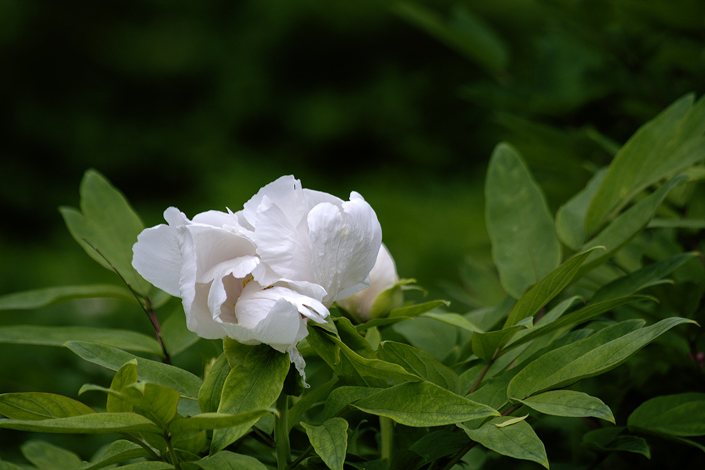 DSC_2580.jpg