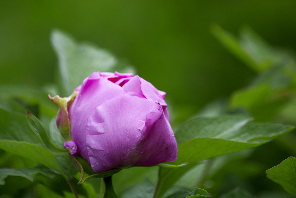 DSC_2584.jpg