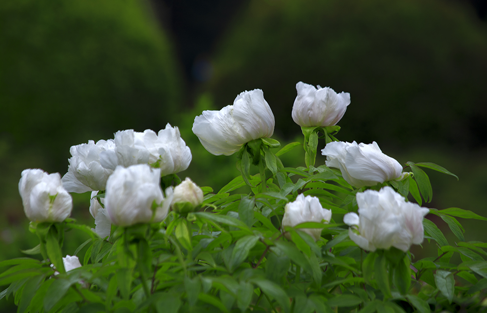 DSC_2588.jpg