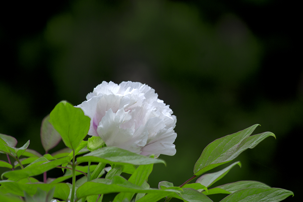 DSC_2592.jpg