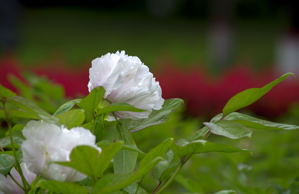 DSC_2596.jpg
