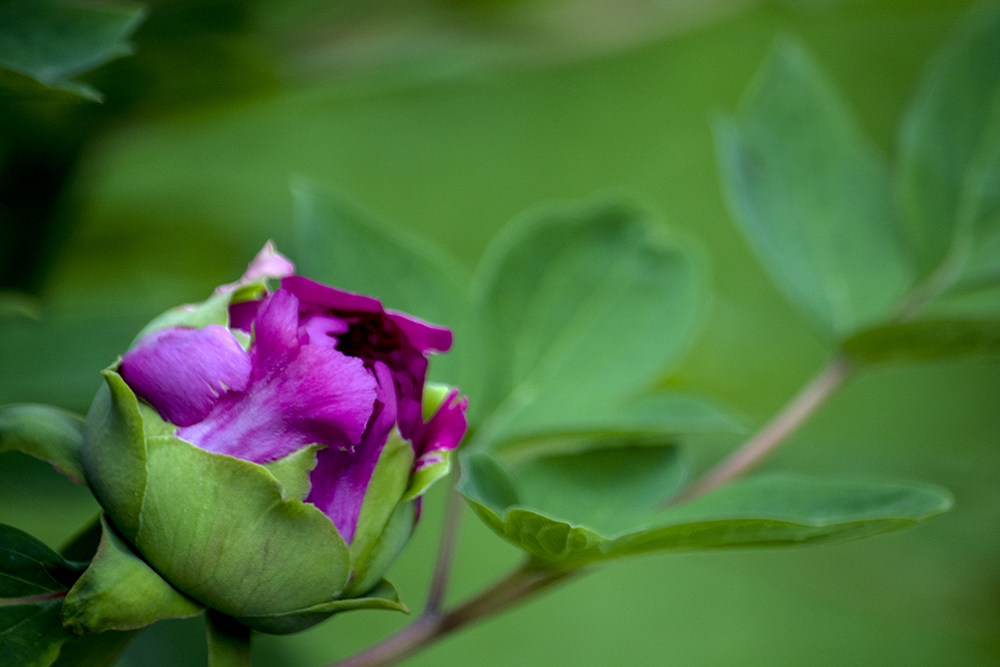 DSC_2604.jpg