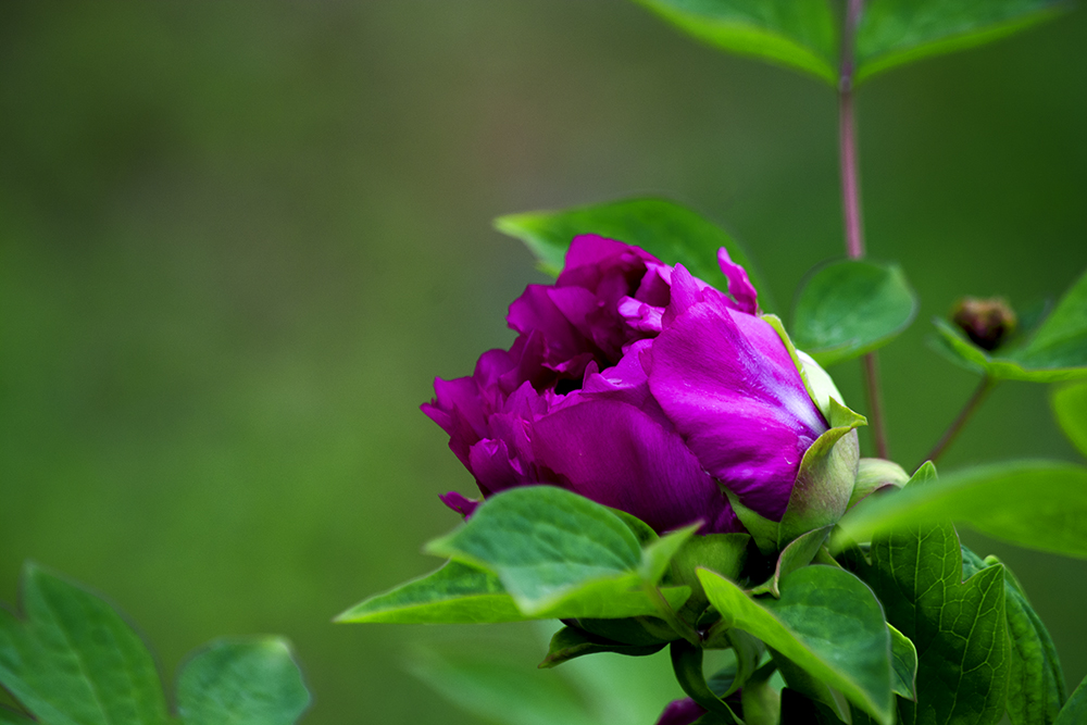 DSC_2614.jpg