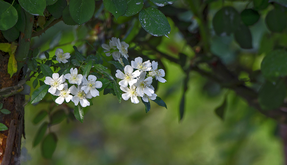 DSC_3527.jpg