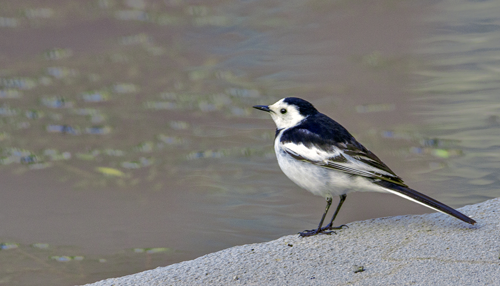 DSC_3908.jpg