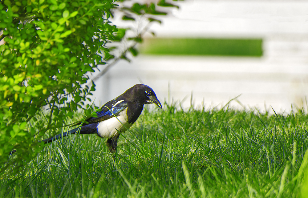 DSC_3979.jpg