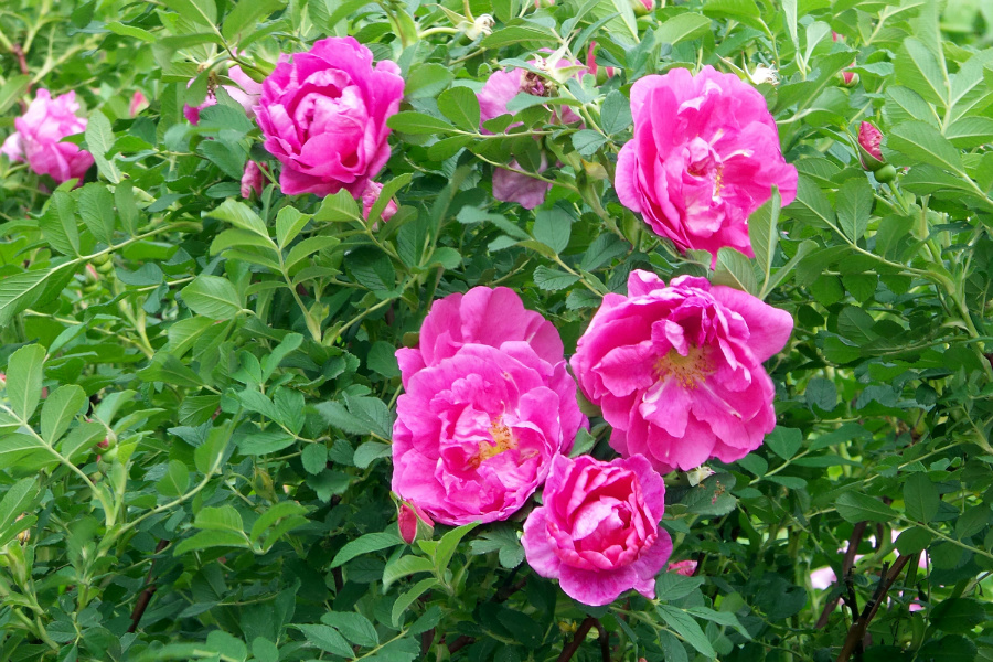 DSC_6297.jpg