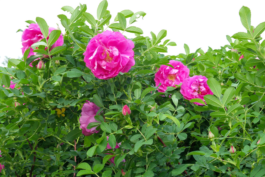DSC_6298.jpg