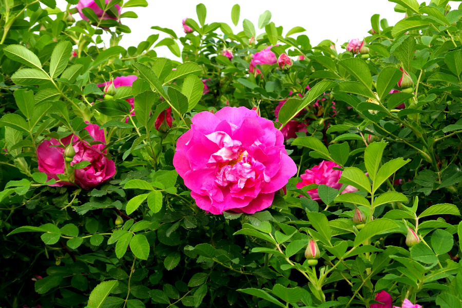 DSC_6302.jpg